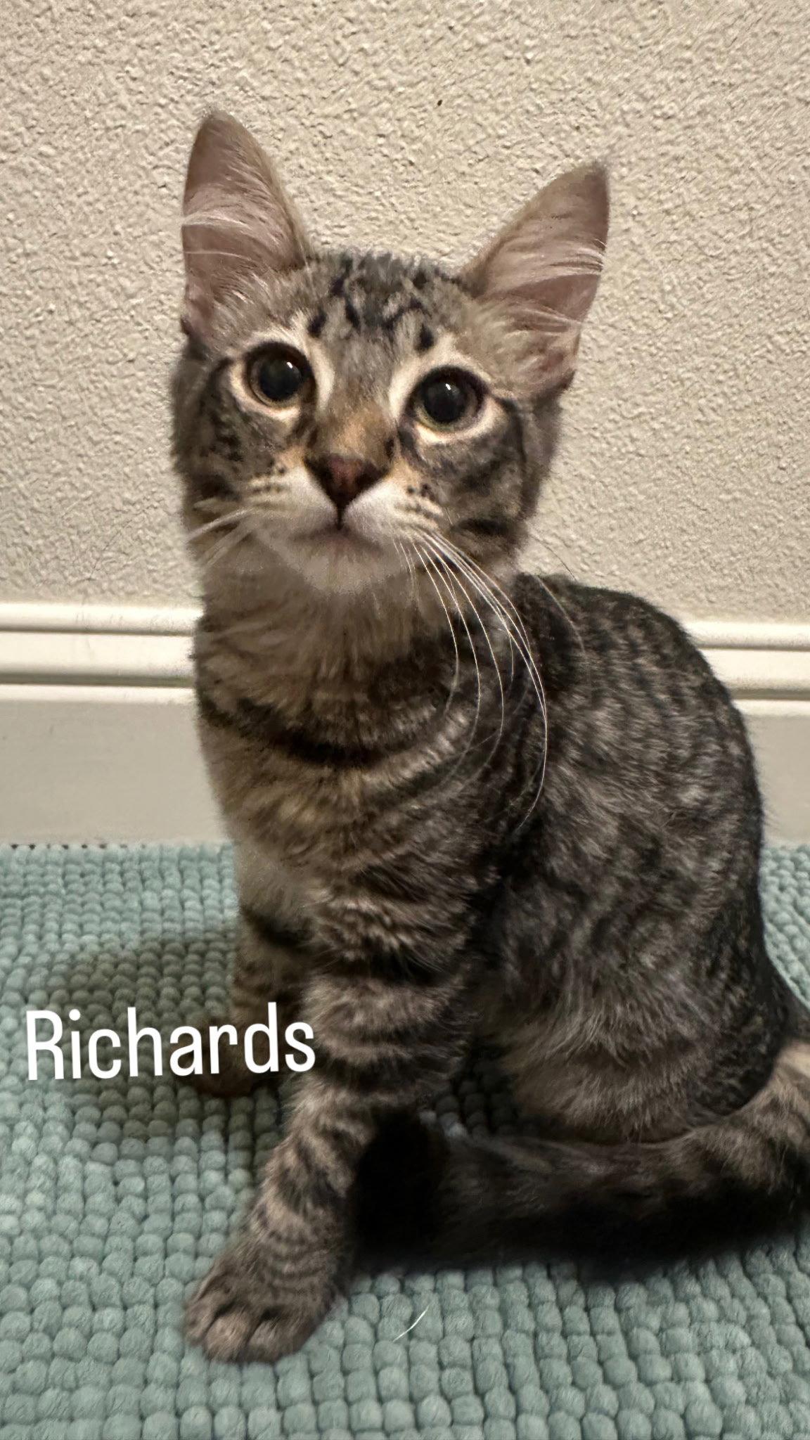 Richards, Adopted, Kitten Male Domestic Short Hair.