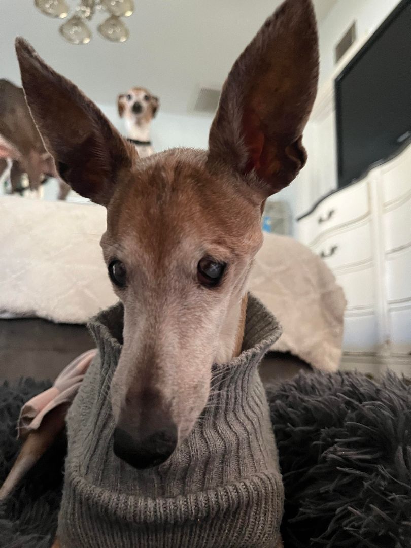 Enlarge Sofia - Hospice- Florida, a Adopted Italian Greyhound in Lutz, FL image 1/2