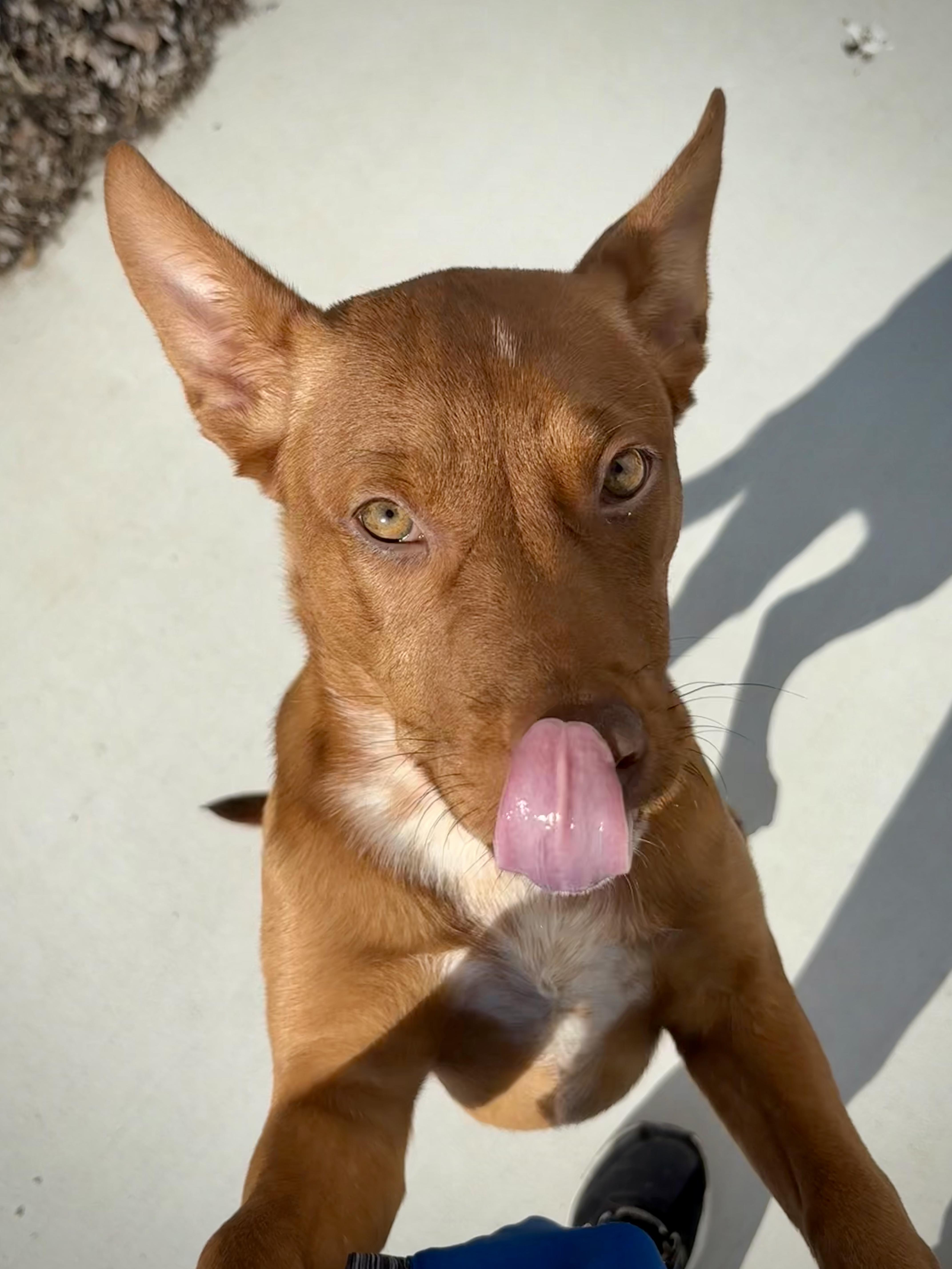 Erica, a ADOPTABLE mixed breed in Kalamazoo, MI image 2/4