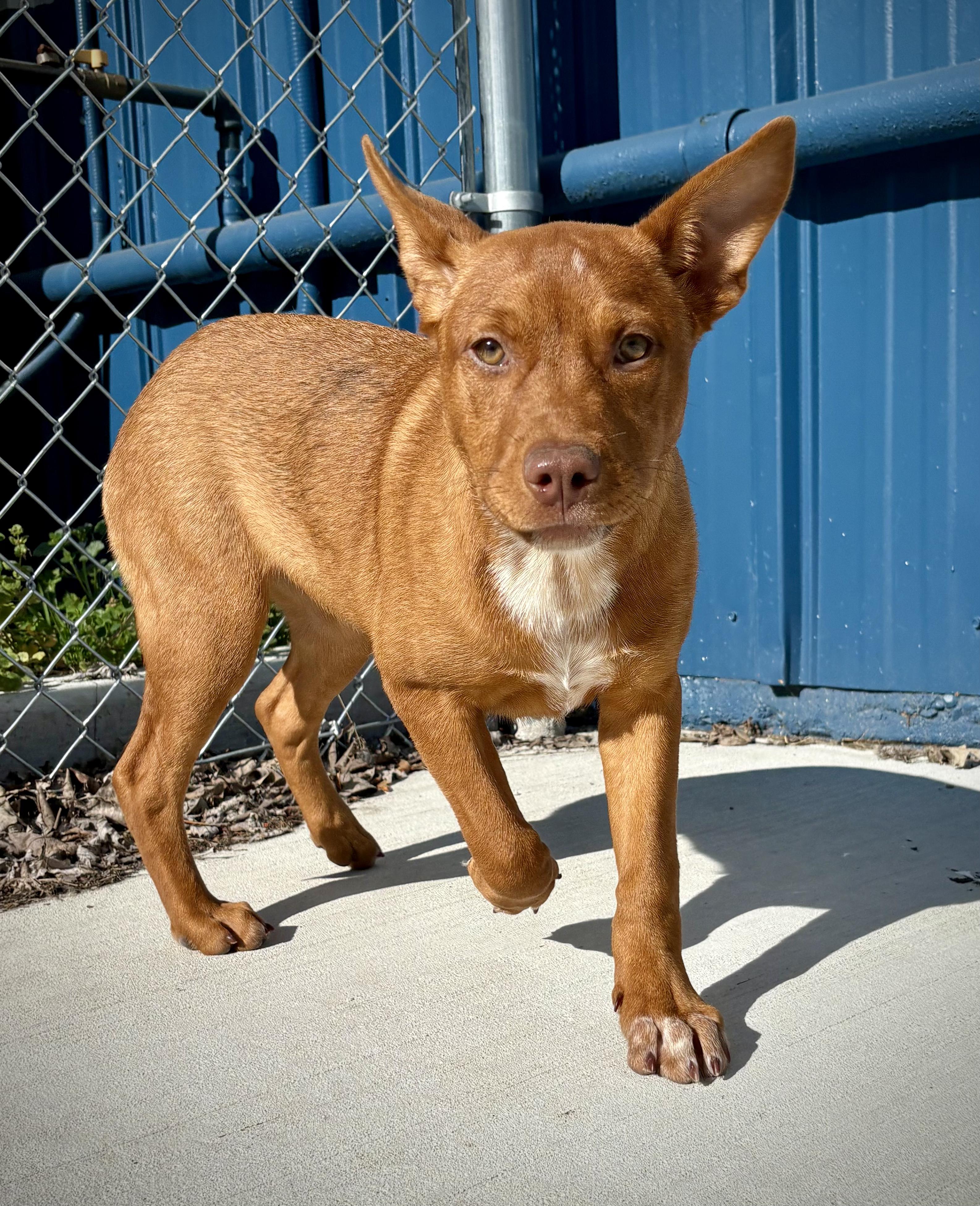 Erica, a ADOPTABLE mixed breed in Kalamazoo, MI image 1/4