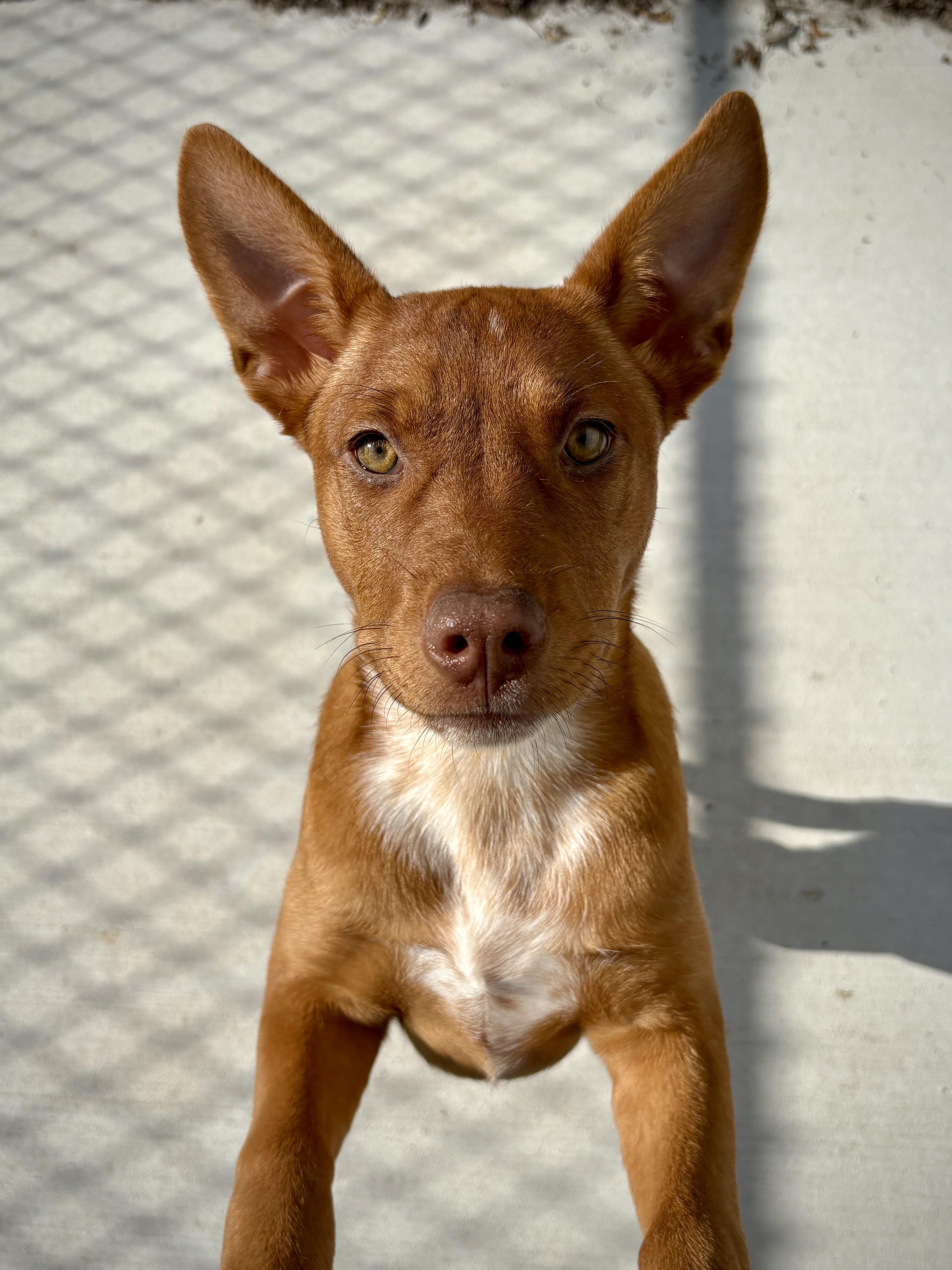 Erica, a ADOPTABLE mixed breed in Kalamazoo, MI image 4/4