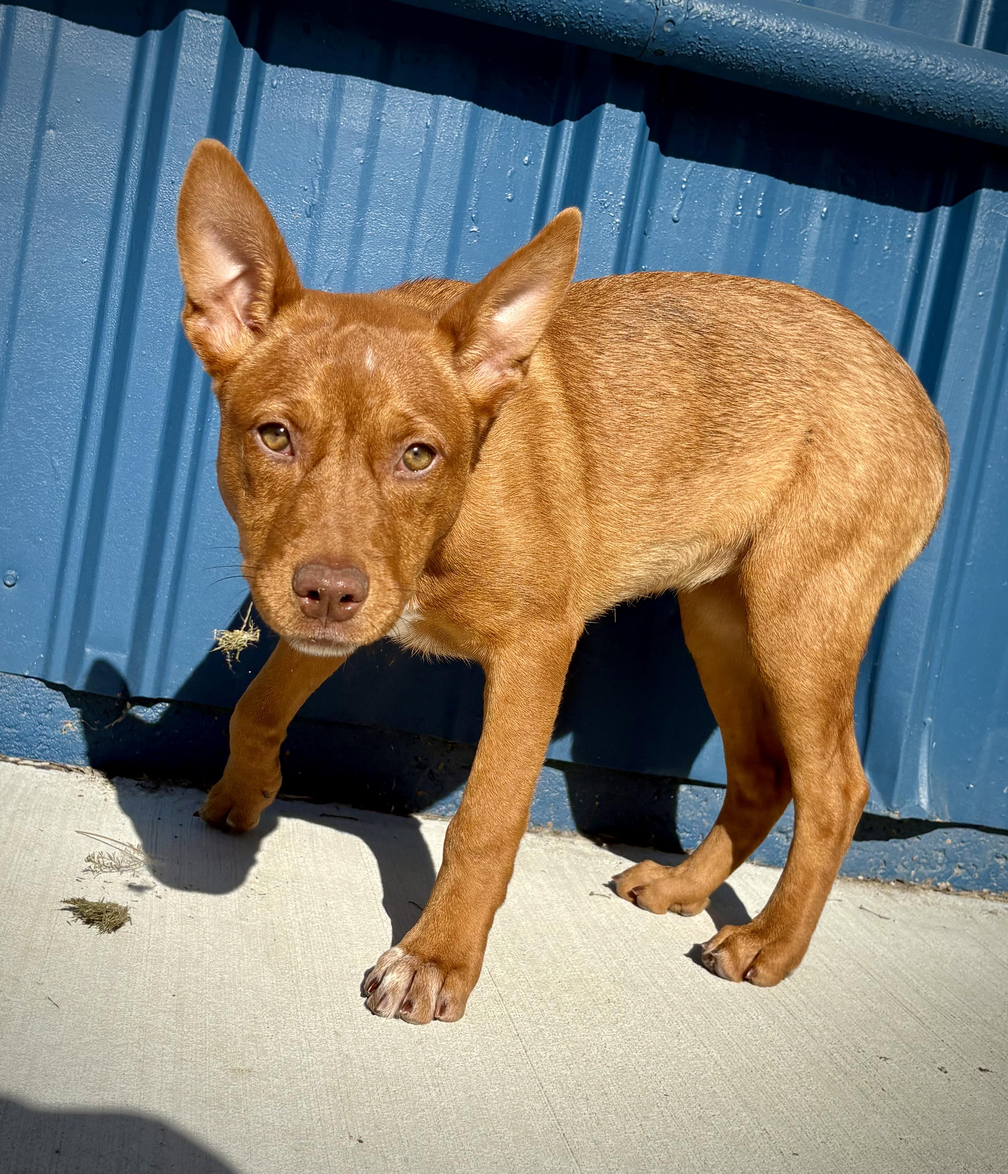 Erica, a ADOPTABLE mixed breed in Kalamazoo, MI image 3/4