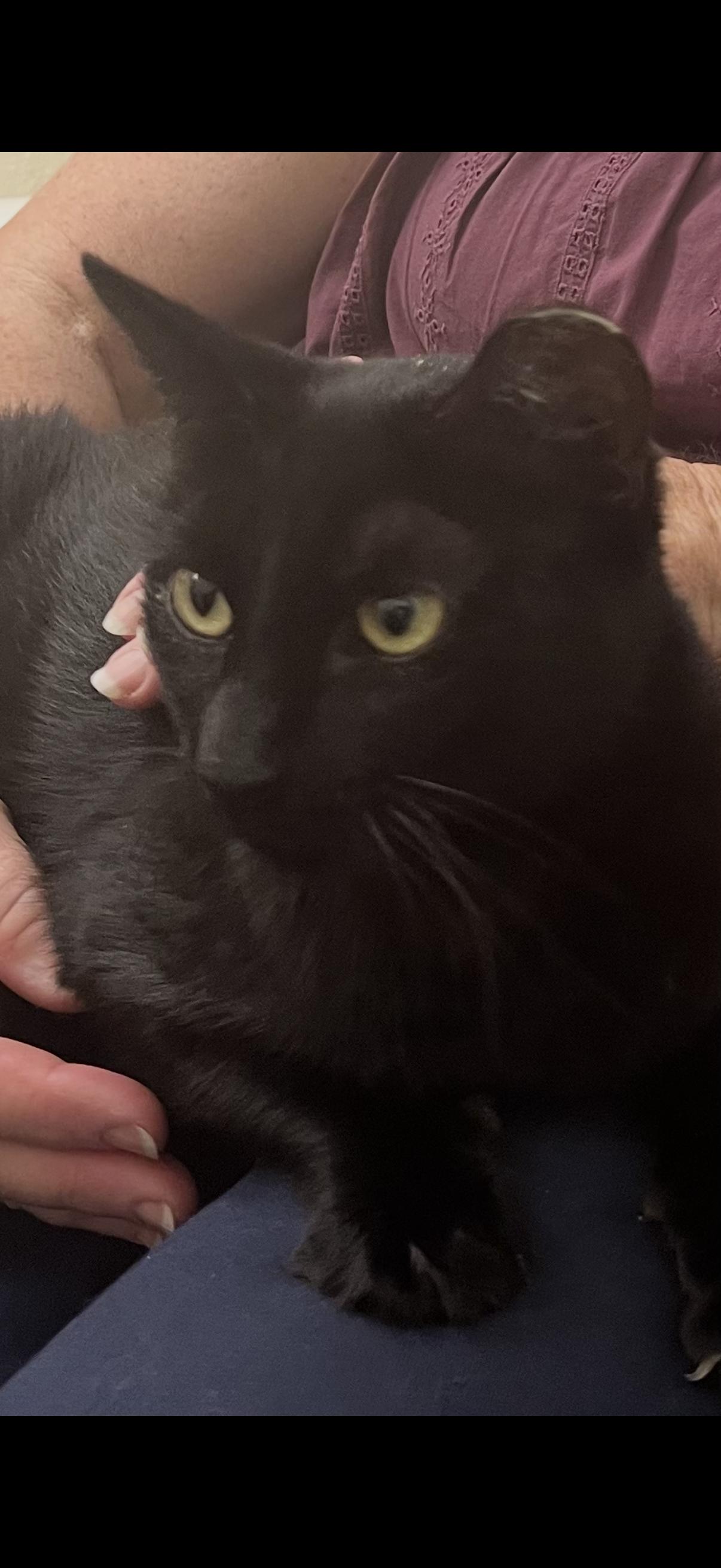 Enlarge Shadow, a Adopted Domestic Short Hair in Fremont, CA image 1/1