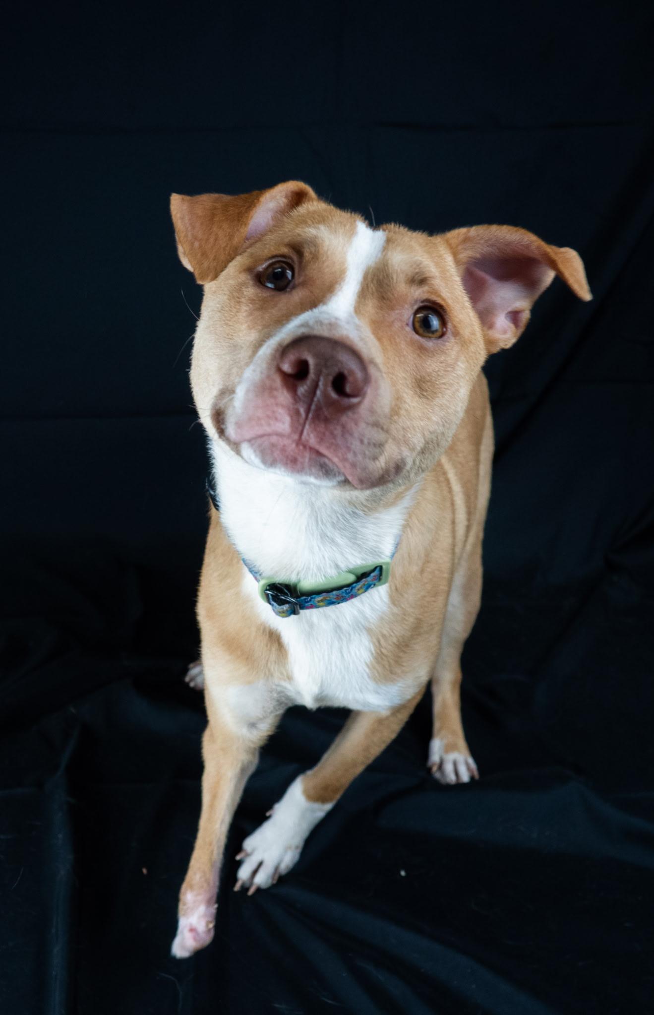Enlarge Nemo, a ADOPTABLE mixed breed in Byron, IL image 3/6