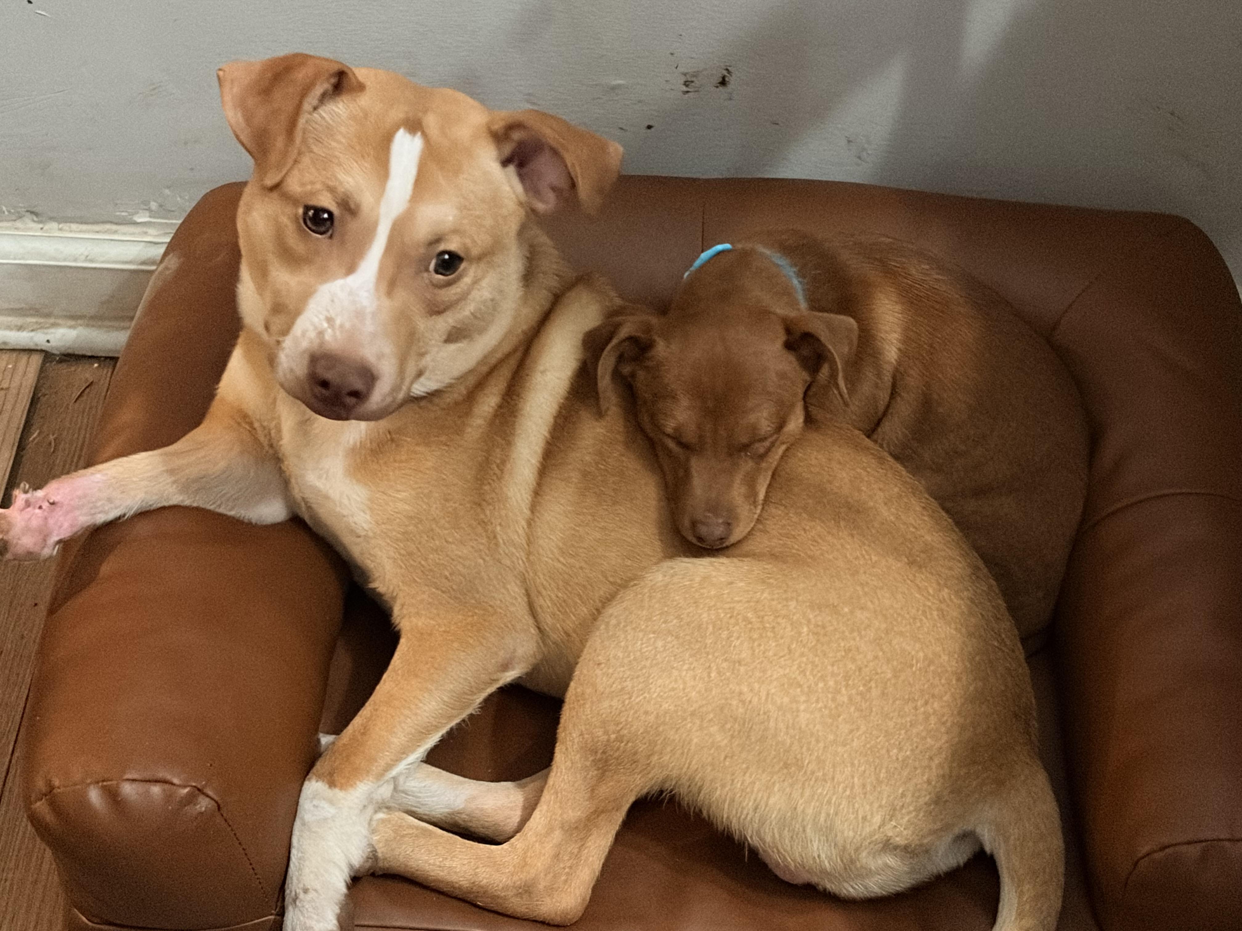 Enlarge Nemo, a ADOPTABLE mixed breed in Byron, IL image 2/6