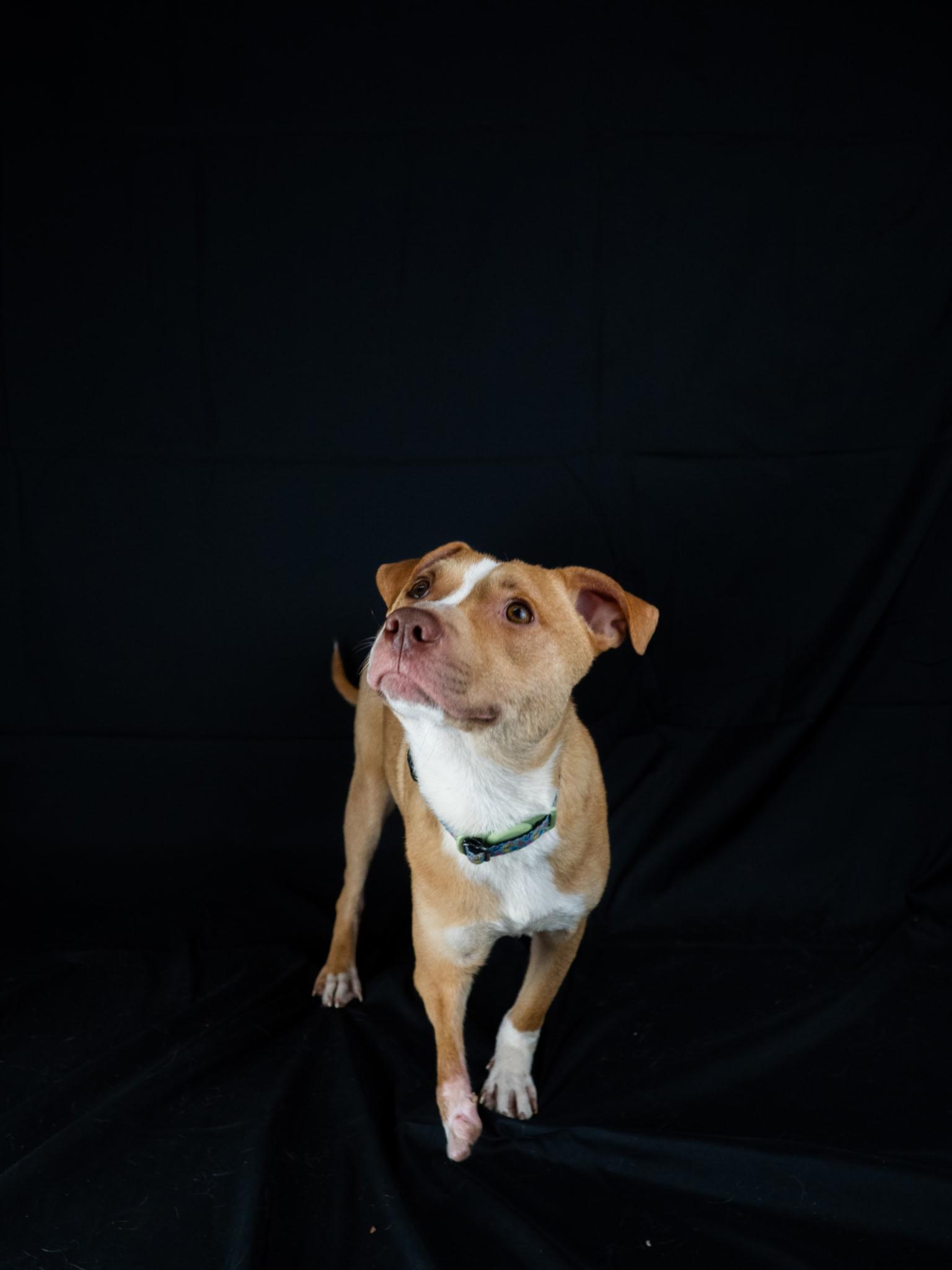 Enlarge Nemo, a ADOPTABLE mixed breed in Byron, IL image 5/6