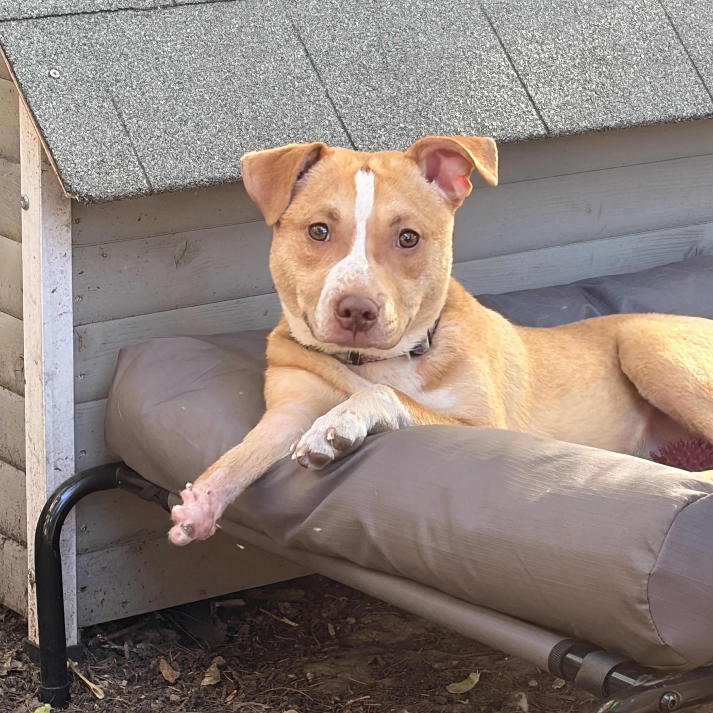 Enlarge Nemo, a ADOPTABLE mixed breed in Byron, IL image 6/6