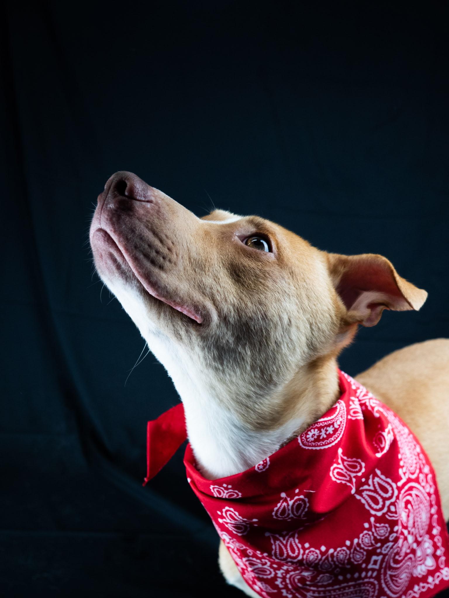 Enlarge Nemo, a ADOPTABLE mixed breed in Byron, IL image 4/6