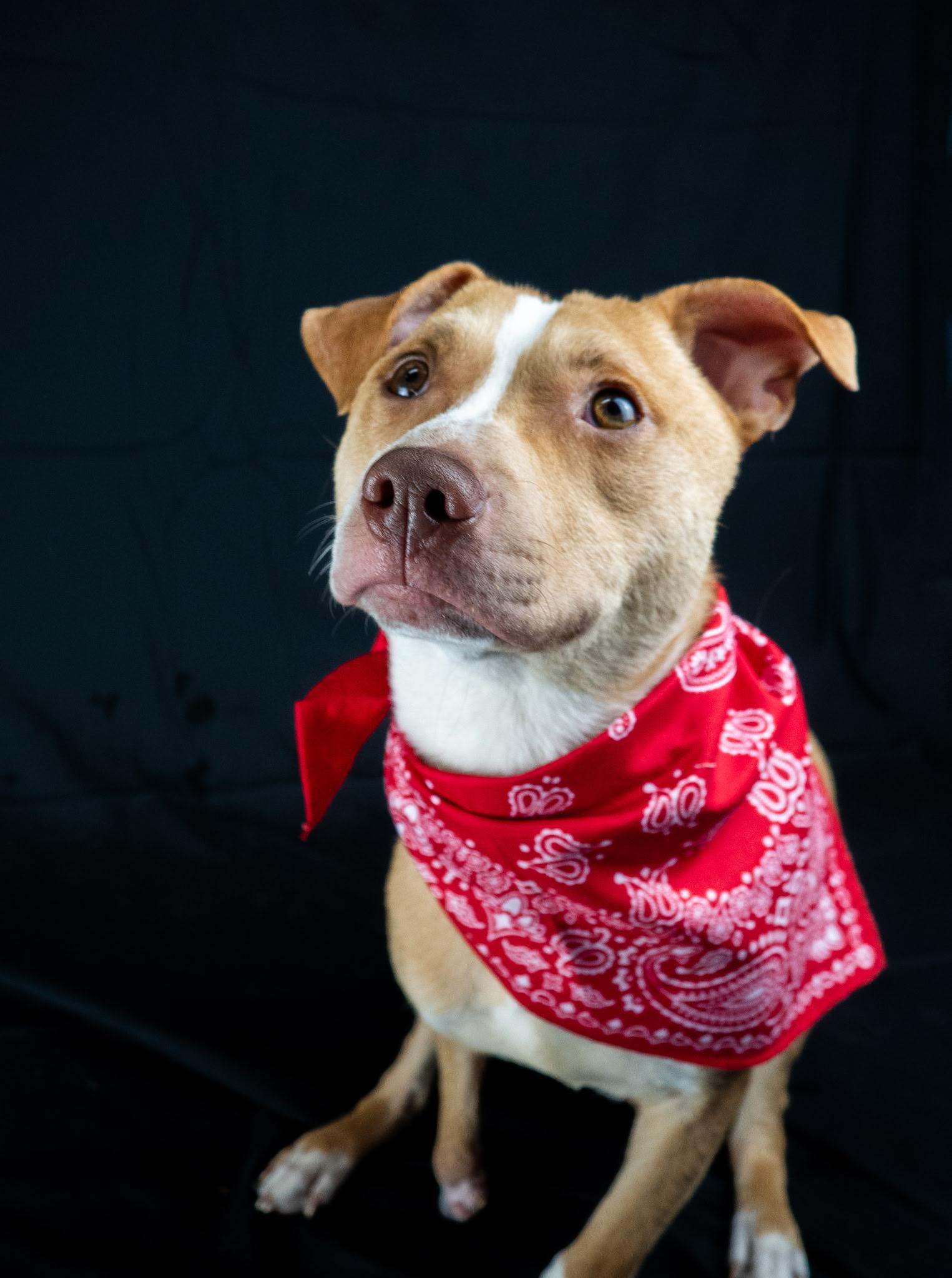 Nemo, ADOPTABLE, Young Male Terrier.