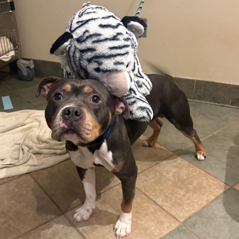 Todo — thumbnail 3