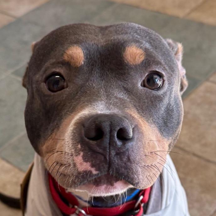 Todo — thumbnail 4