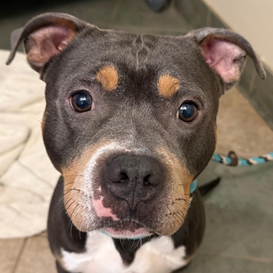 Todo — thumbnail 6