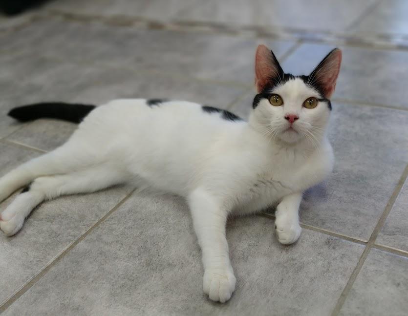 Li, Adoptable, Young Female Domestic Short Hair.