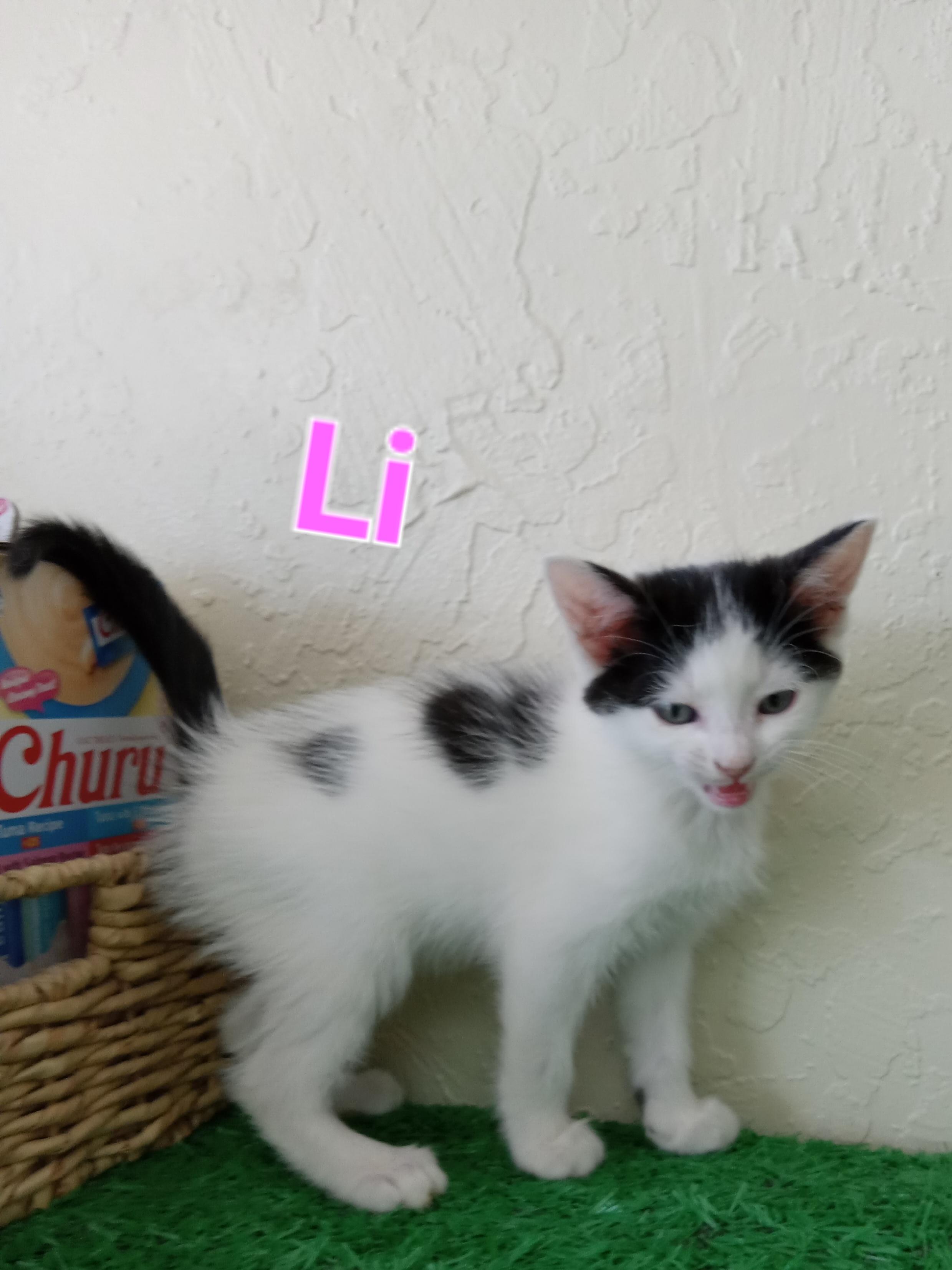 Li, a Adoptable mixed breed in Yuma, AZ image 2/2