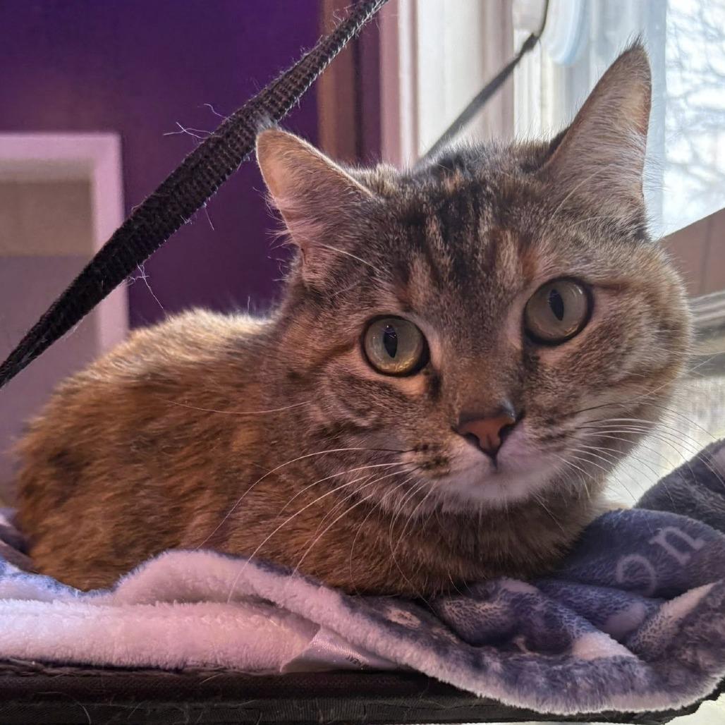 Tonks, Adoptable, Young Female Domestic Short Hair.