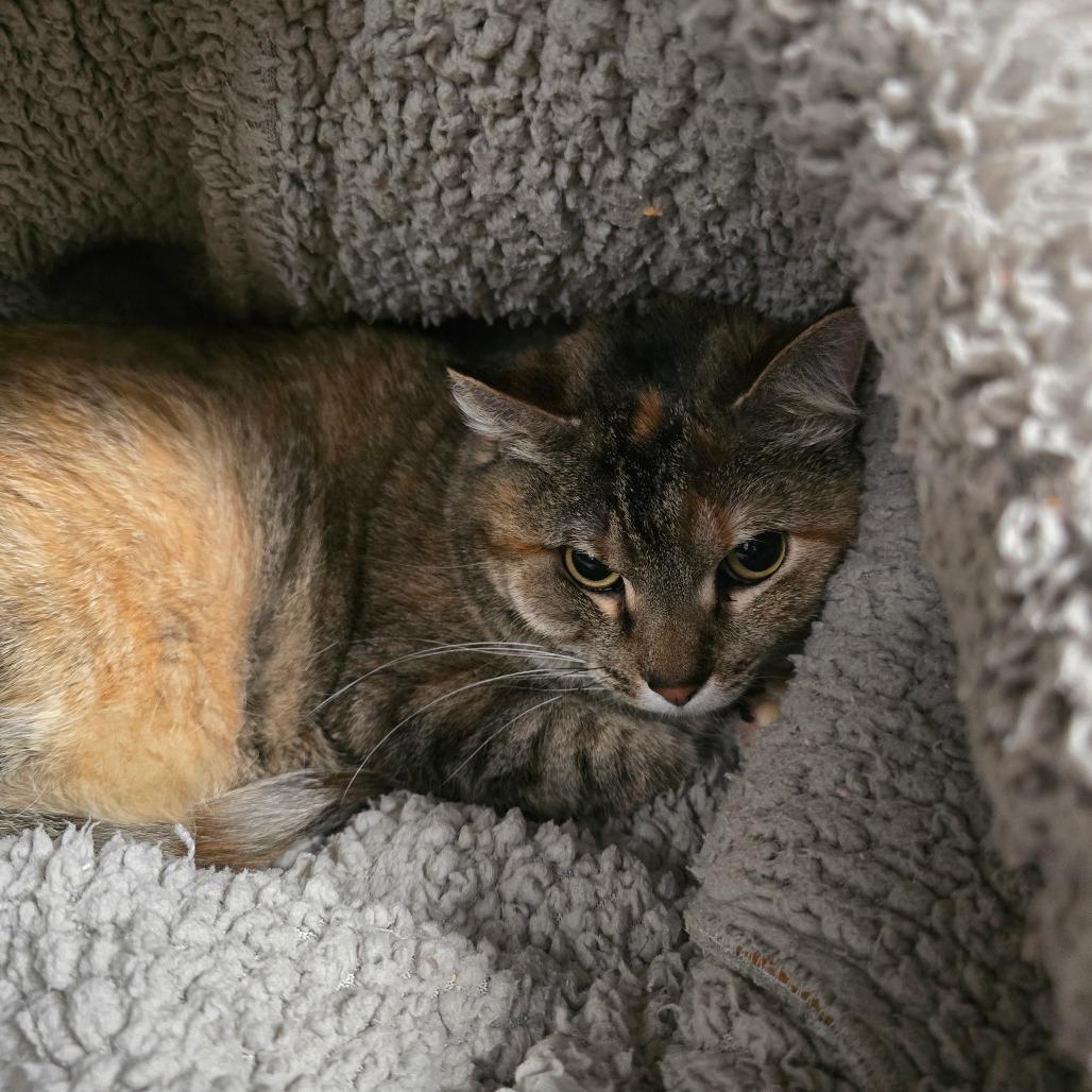 Enlarge Tonks, a Adoptable Domestic Short Hair in Edwardsville, IL image 2/4