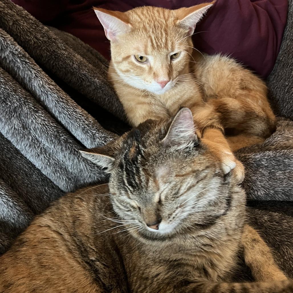 Enlarge Tonks, a Adoptable Domestic Short Hair in Edwardsville, IL image 3/4