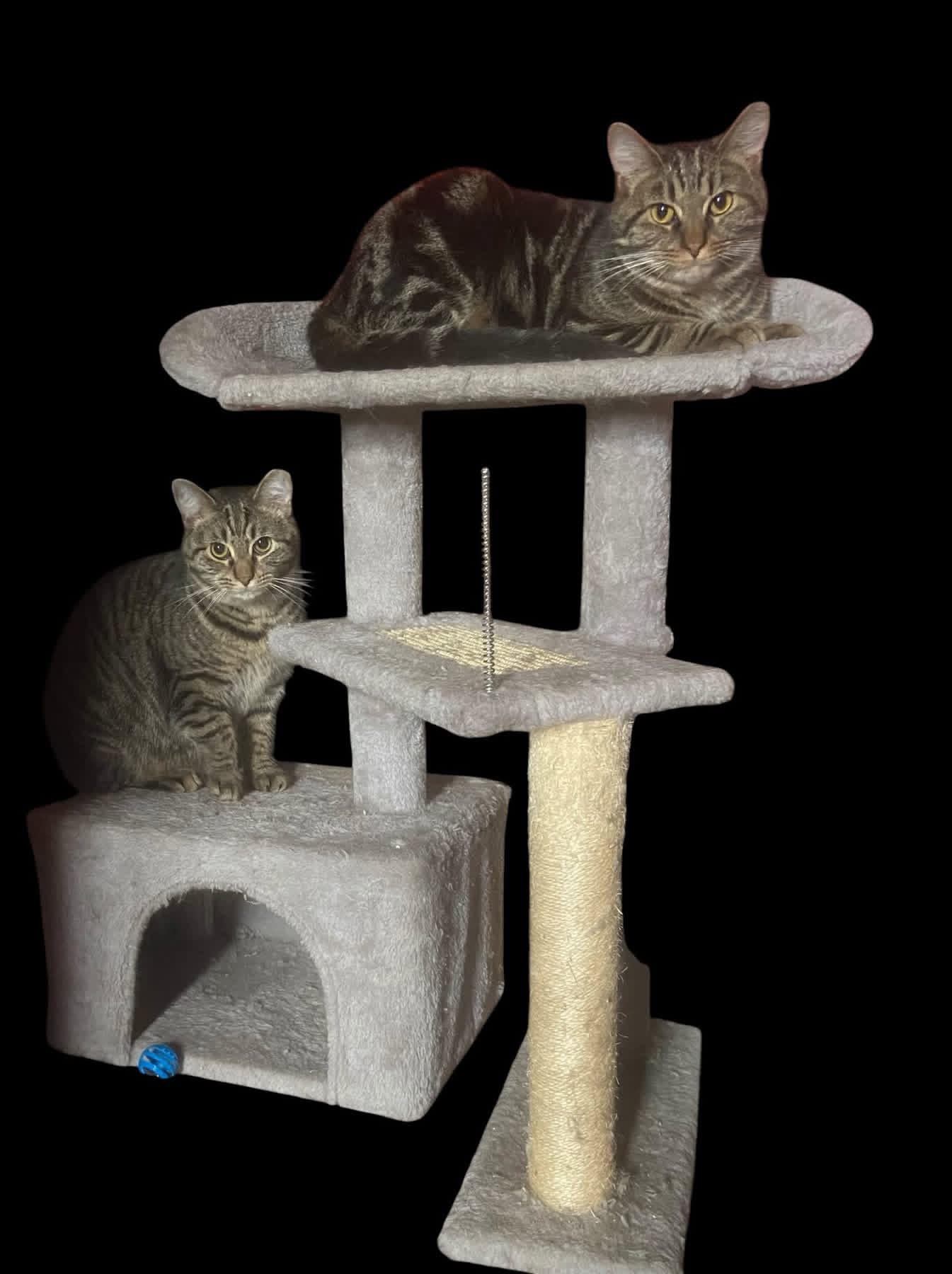Marley, ADOPTABLE, Young Male Domestic Short Hair.