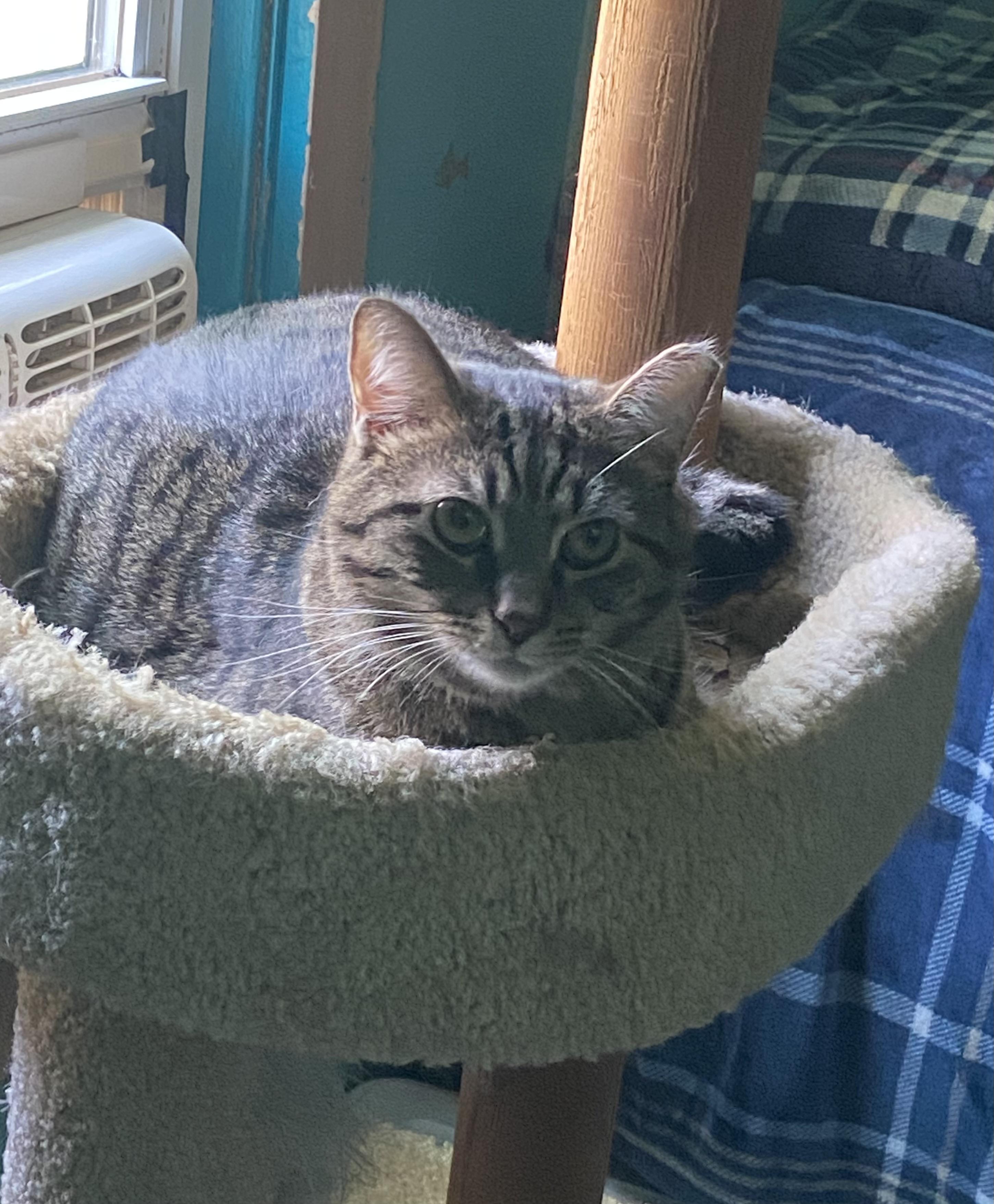 Marley, ADOPTABLE, Young Male Domestic Short Hair.