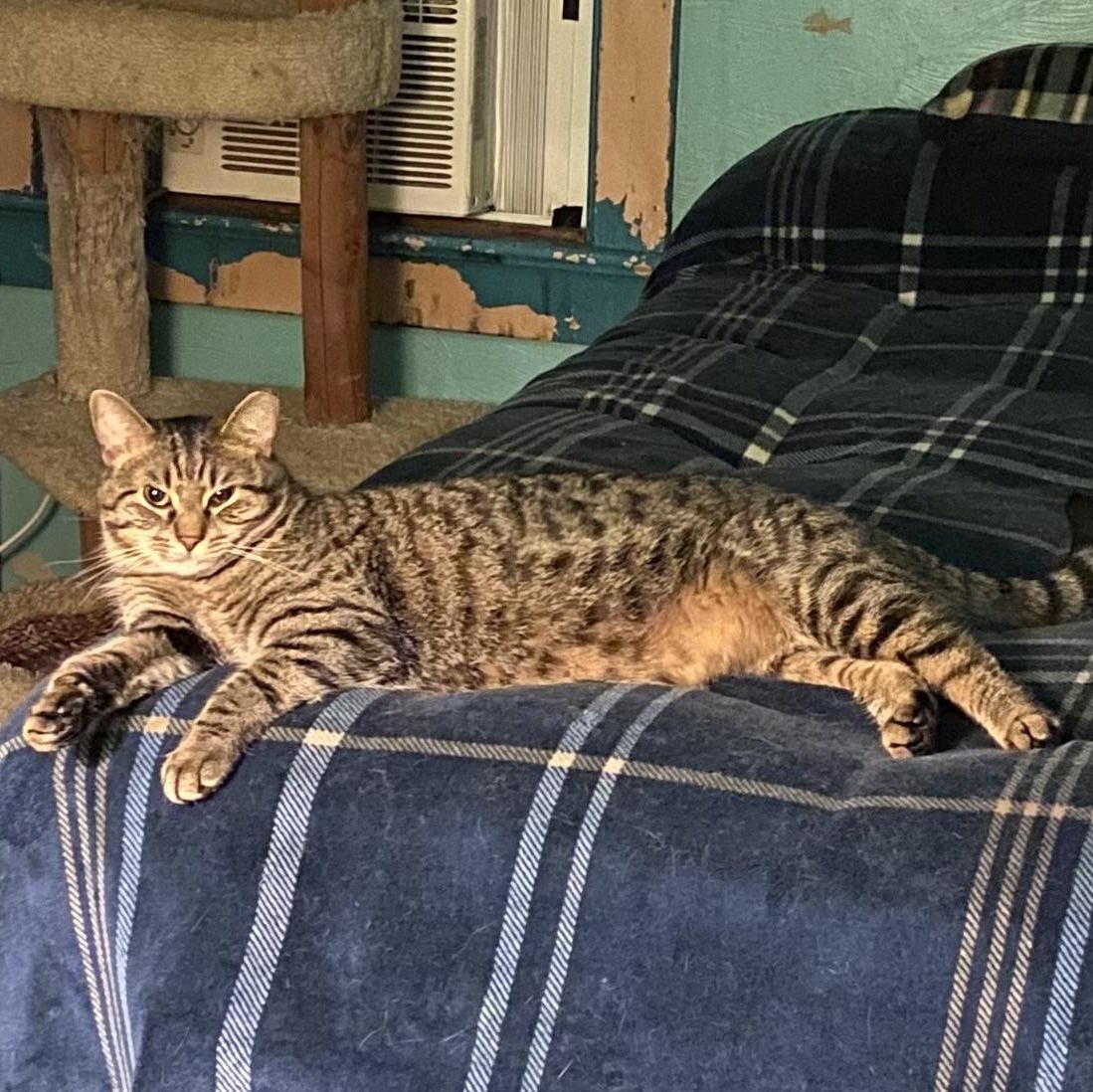 Enlarge Marley, a ADOPTABLE Domestic Short Hair in Carnegie, PA image 5/5