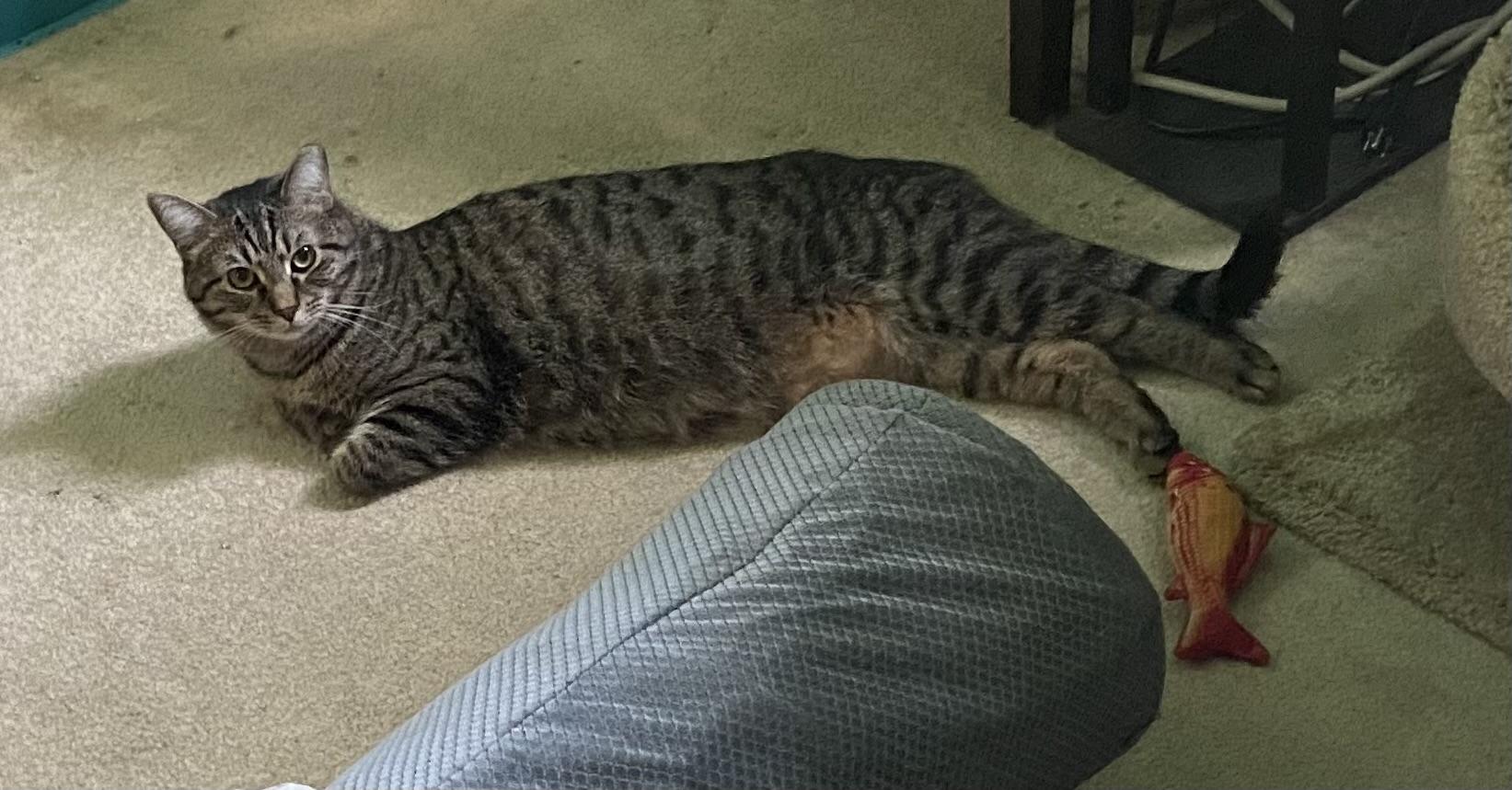 Enlarge Marley, a ADOPTABLE Domestic Short Hair in Carnegie, PA image 4/5