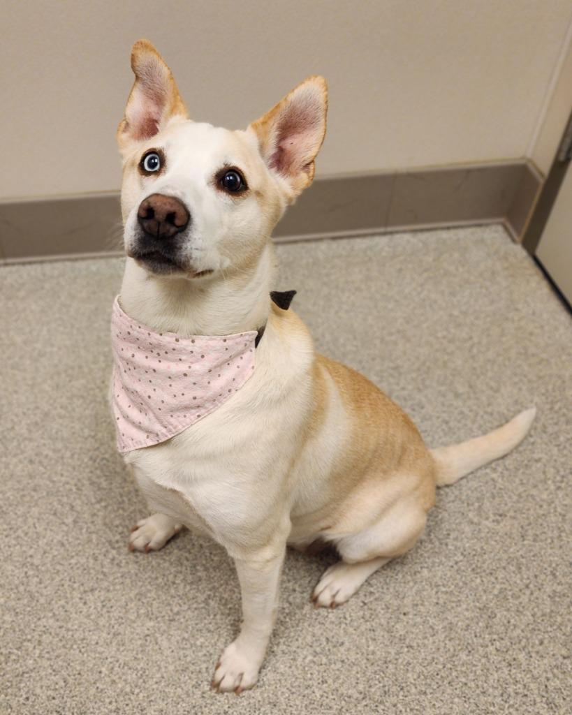 Lily, Adoptable, Senior Female Husky & Labrador Retriever.