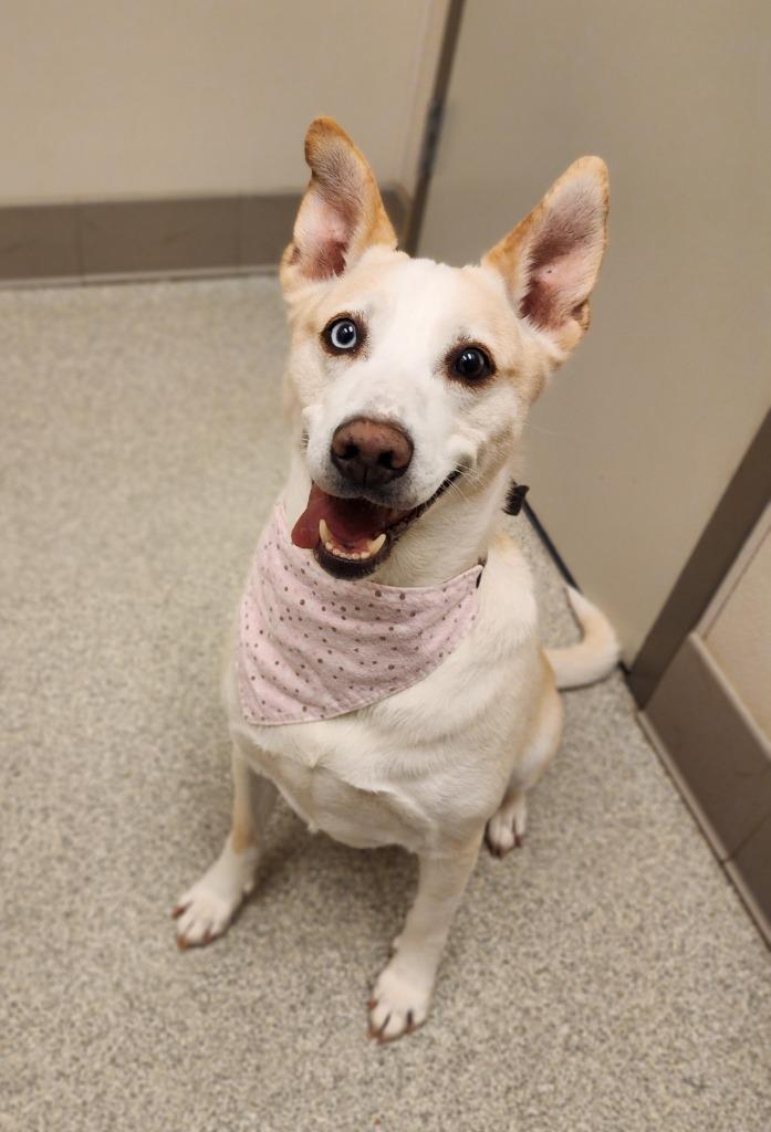 Enlarge Lily, a Adoptable mixed breed in Superior, WI image 2/2