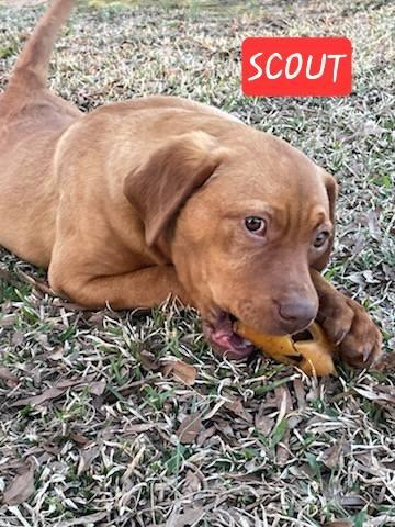 Scout