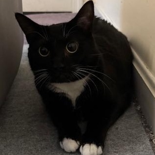 Nia – A Gentle Mama with a Heart of Gold