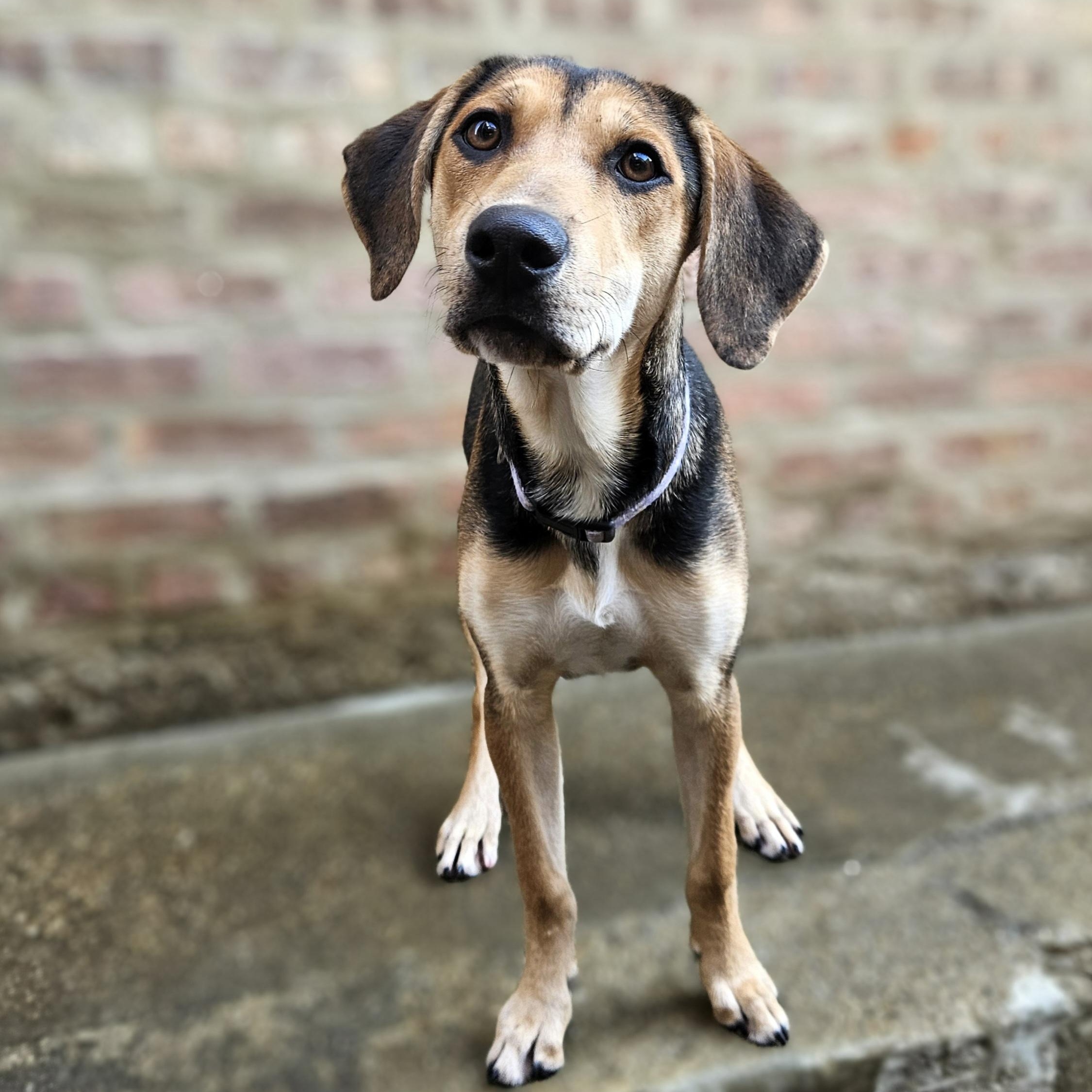 Shelby(REDUCED FEE!)