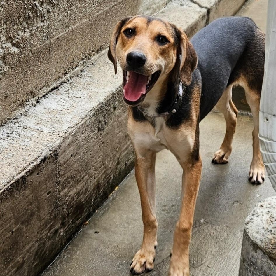 Shelby(REDUCED FEE!)