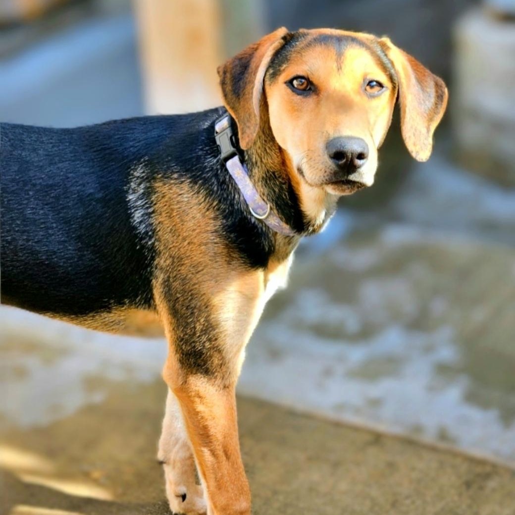 Shelby(REDUCED FEE!)