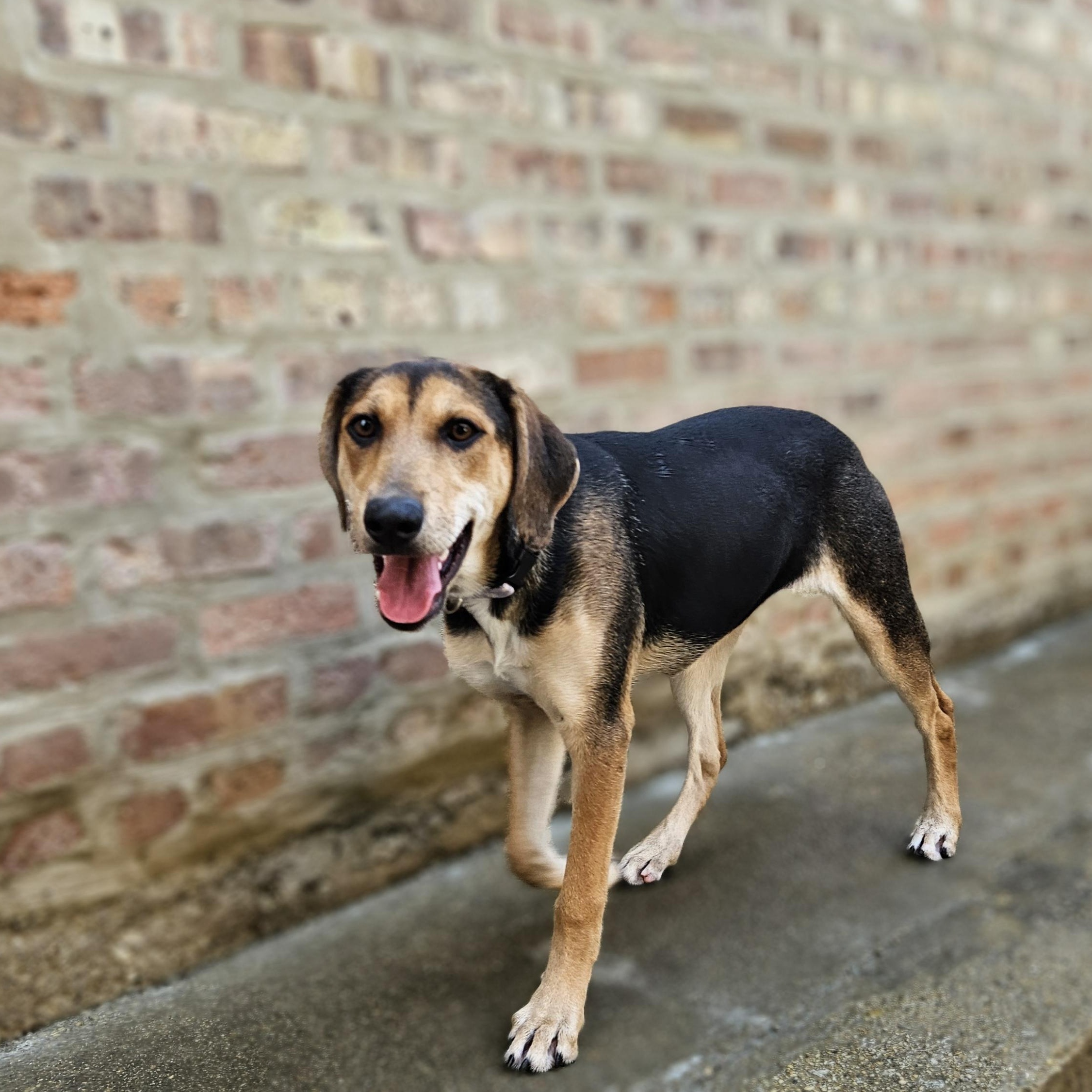 Shelby(REDUCED FEE!)