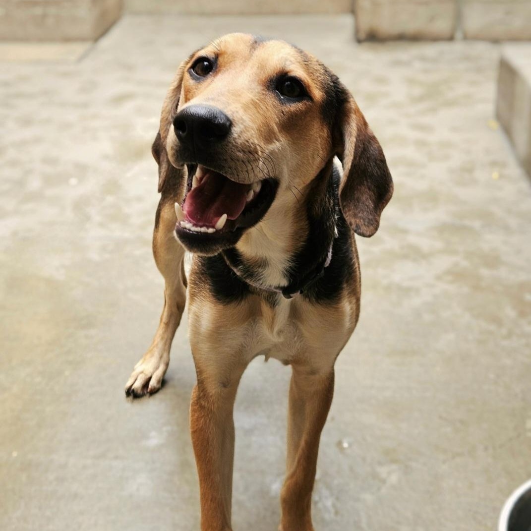 Shelby(REDUCED FEE!)