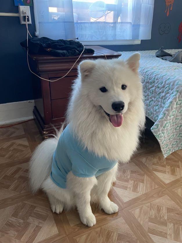 Moon - Adoption Pening, Adopted, Adult Male Samoyed.