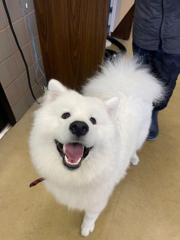 Enlarge Moon - Adoption Pening, a Adopted Samoyed in Milwaukee, WI image 2/5
