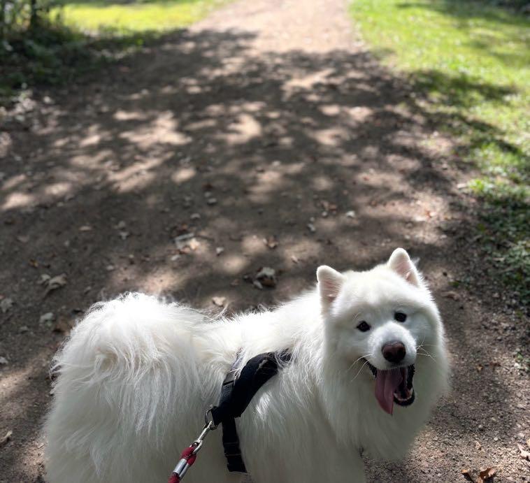Enlarge Moon - Adoption Pening, a Adopted Samoyed in Milwaukee, WI image 3/5