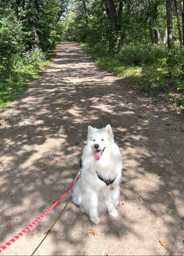 Moon, an adoptable Samoyed in Milwaukee, WI, 53201 | Photo Image 3