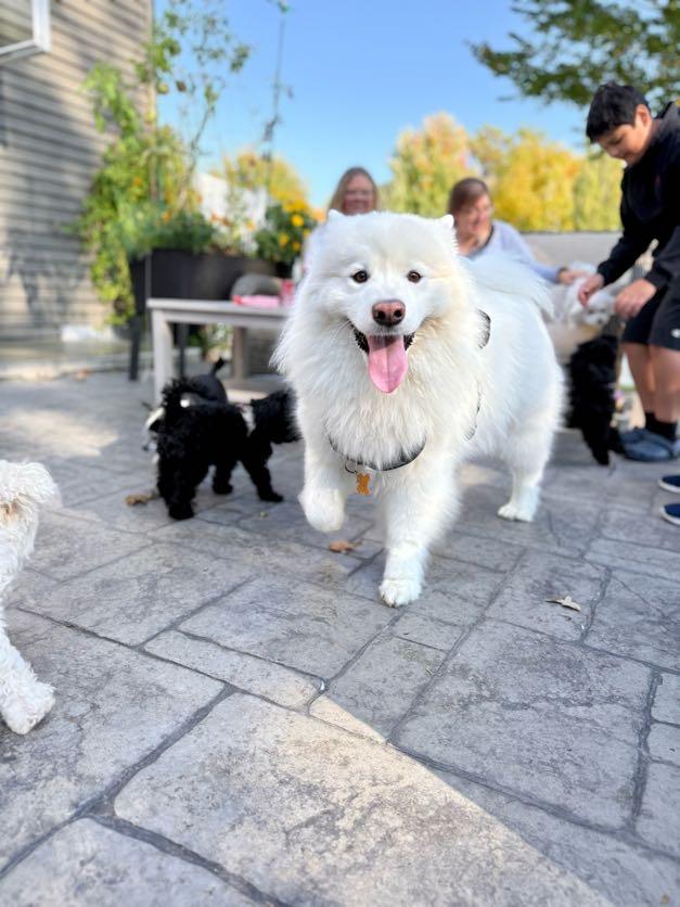 Enlarge Moon - Adoption Pening, a Adopted Samoyed in Milwaukee, WI image 5/5