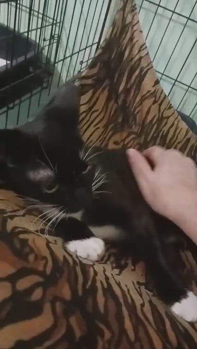 Enlarge Shiraz, a Adoptable Domestic Short Hair in San Juan, PR video 5/5