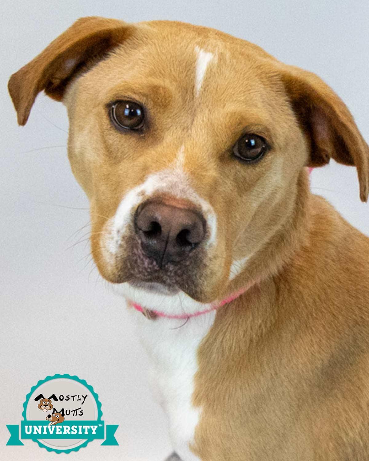 Enlarge Sunny, an adopted mixed breed in Kennesaw, GA image 1/6