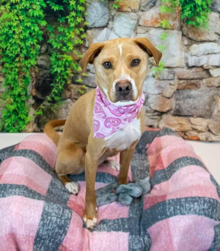 Enlarge Sunny, an adopted mixed breed in Kennesaw, GA image 6/6