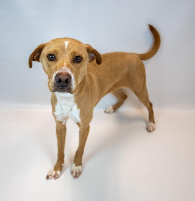 Enlarge Sunny, an adopted mixed breed in Kennesaw, GA image 4/6