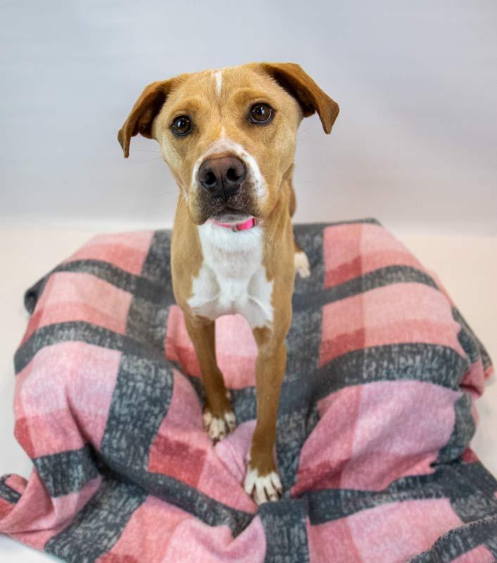 Enlarge Sunny, an adopted mixed breed in Kennesaw, GA image 3/6