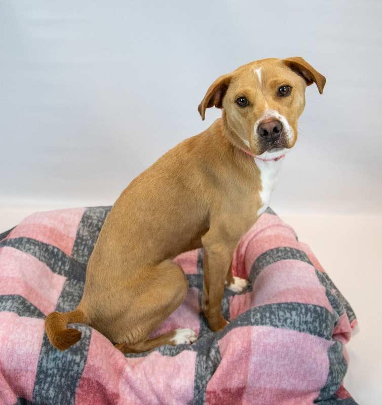 Enlarge Sunny, an adopted mixed breed in Kennesaw, GA image 2/6