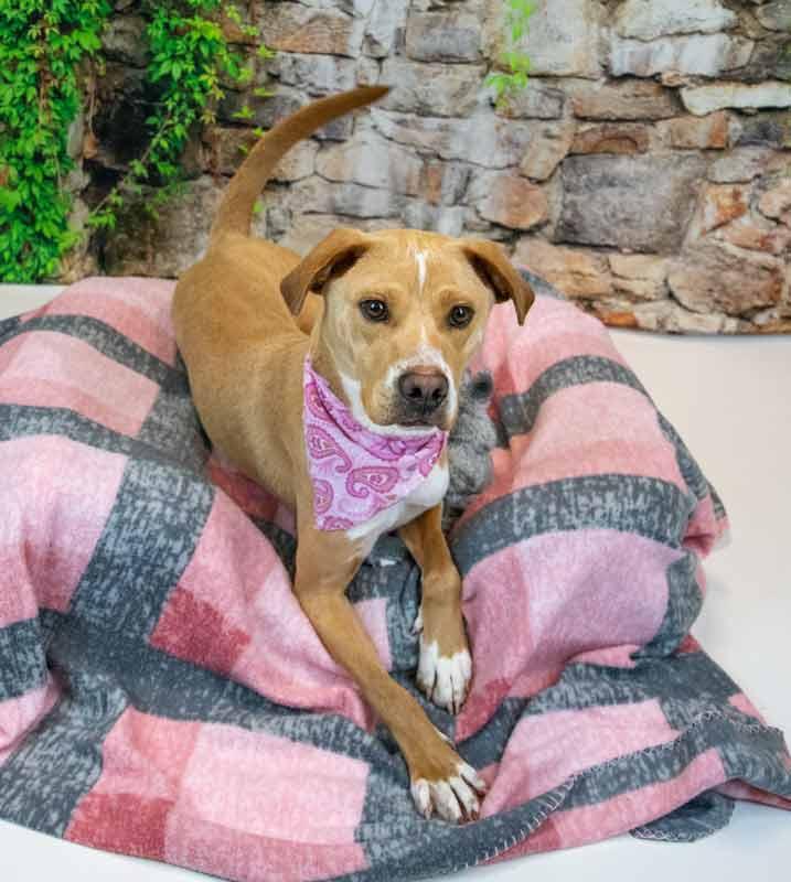 Enlarge Sunny, an adopted mixed breed in Kennesaw, GA image 5/6