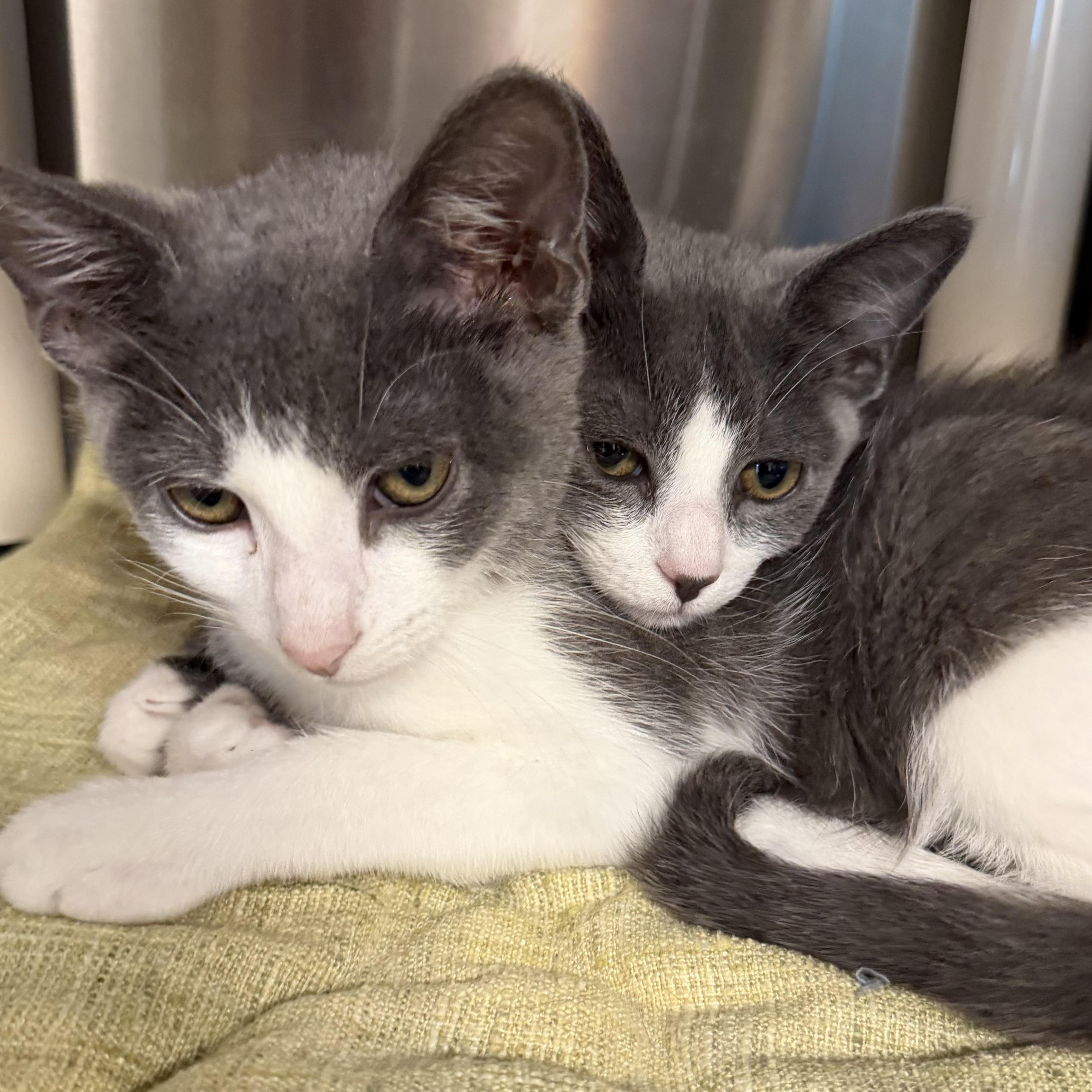 Enlarge Pickles and Macaroni, an adopted Domestic Short Hair in Fernandina Beach, FL image 4/6