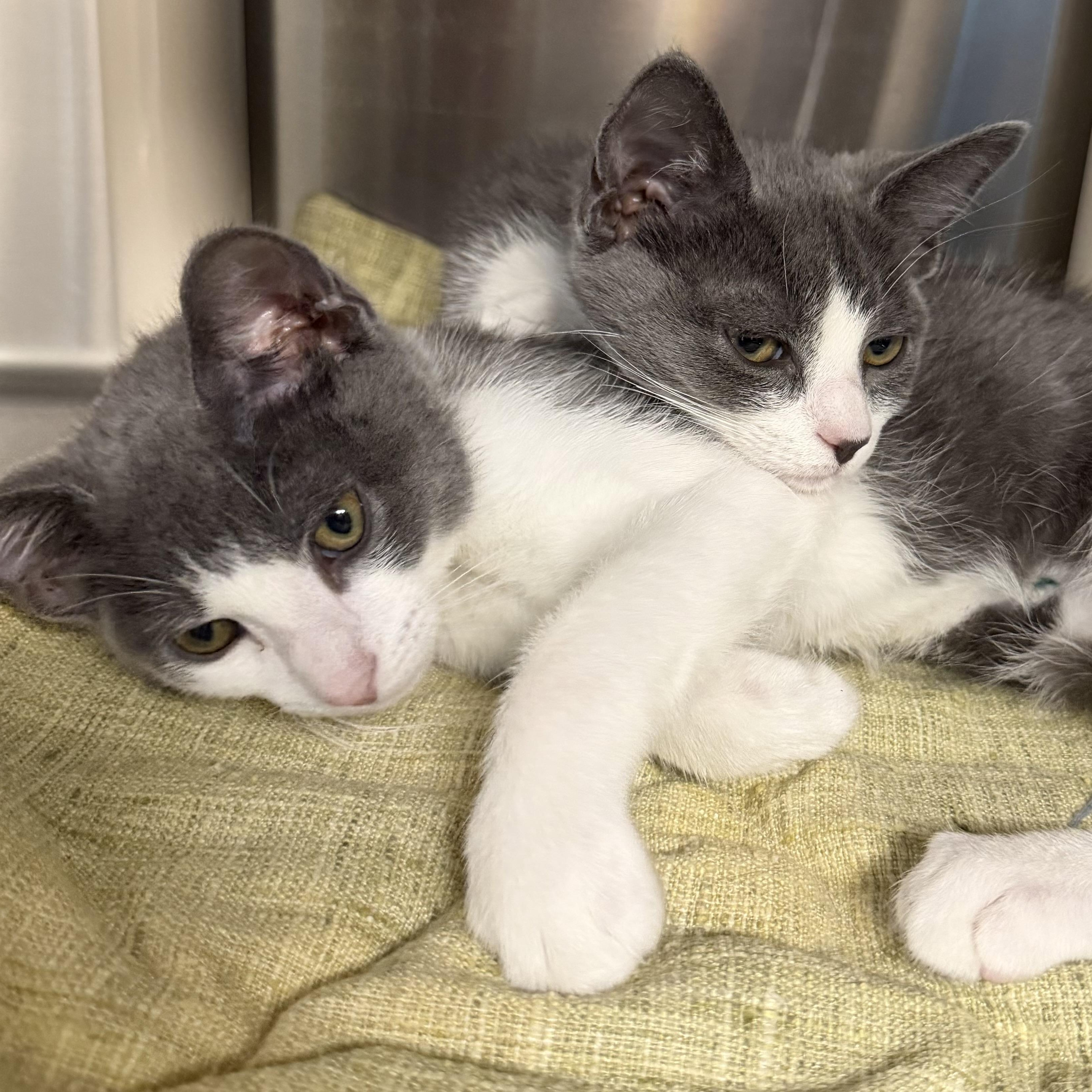 Pickles and Macaroni, adopted, Kitten Male Domestic Short Hair.