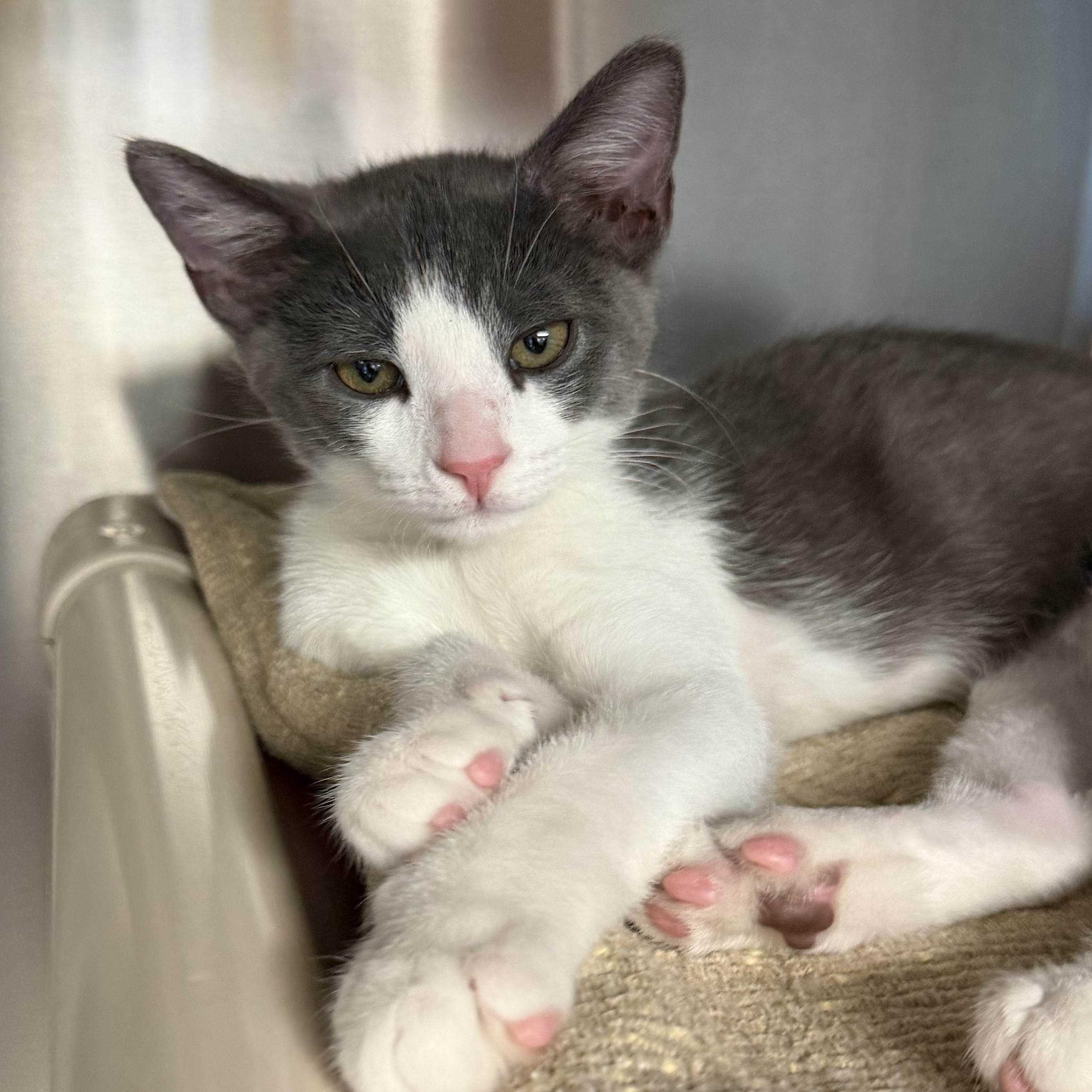 Enlarge Pickles and Macaroni, an adopted Domestic Short Hair in Fernandina Beach, FL image 6/6