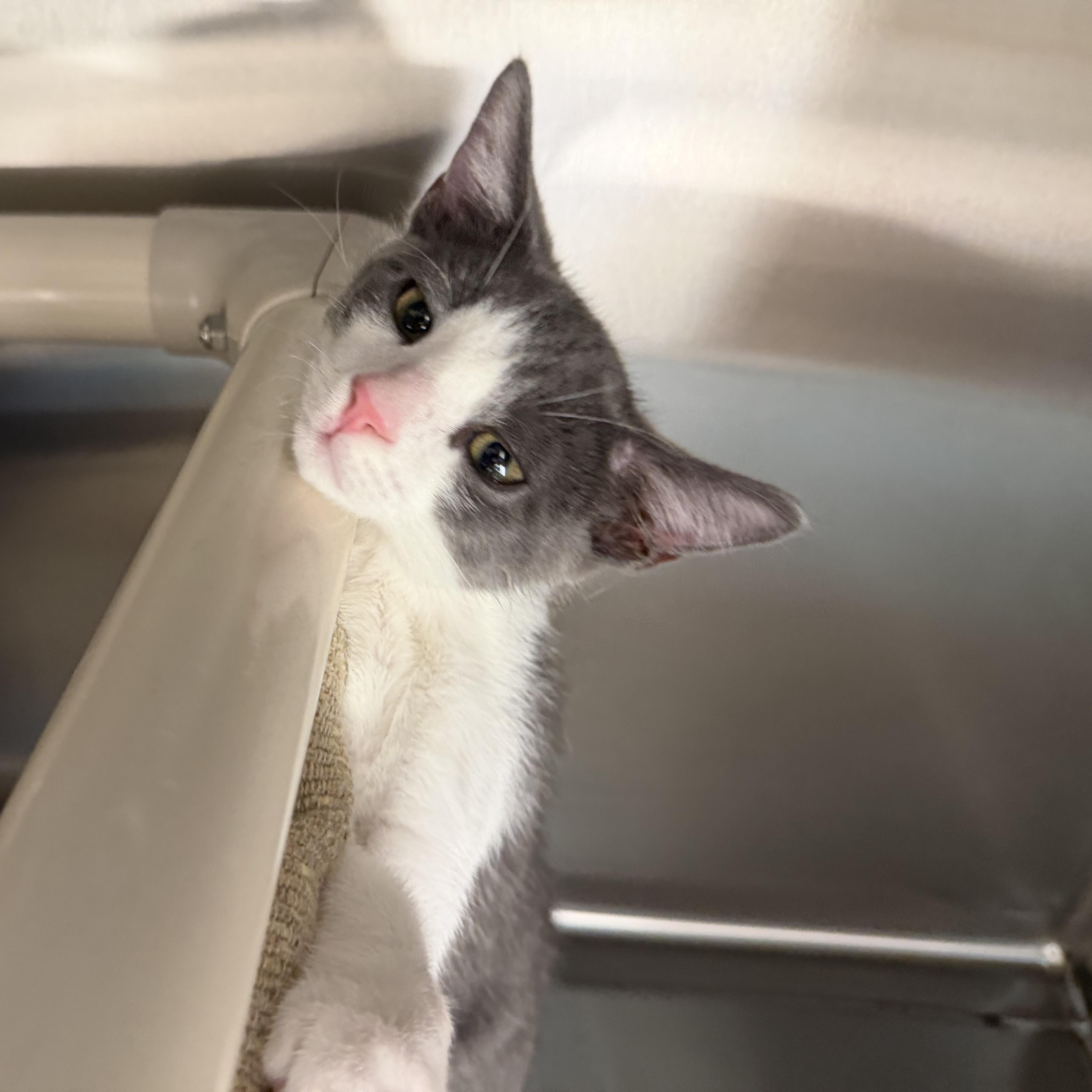Enlarge Pickles and Macaroni, an adopted Domestic Short Hair in Fernandina Beach, FL image 3/6